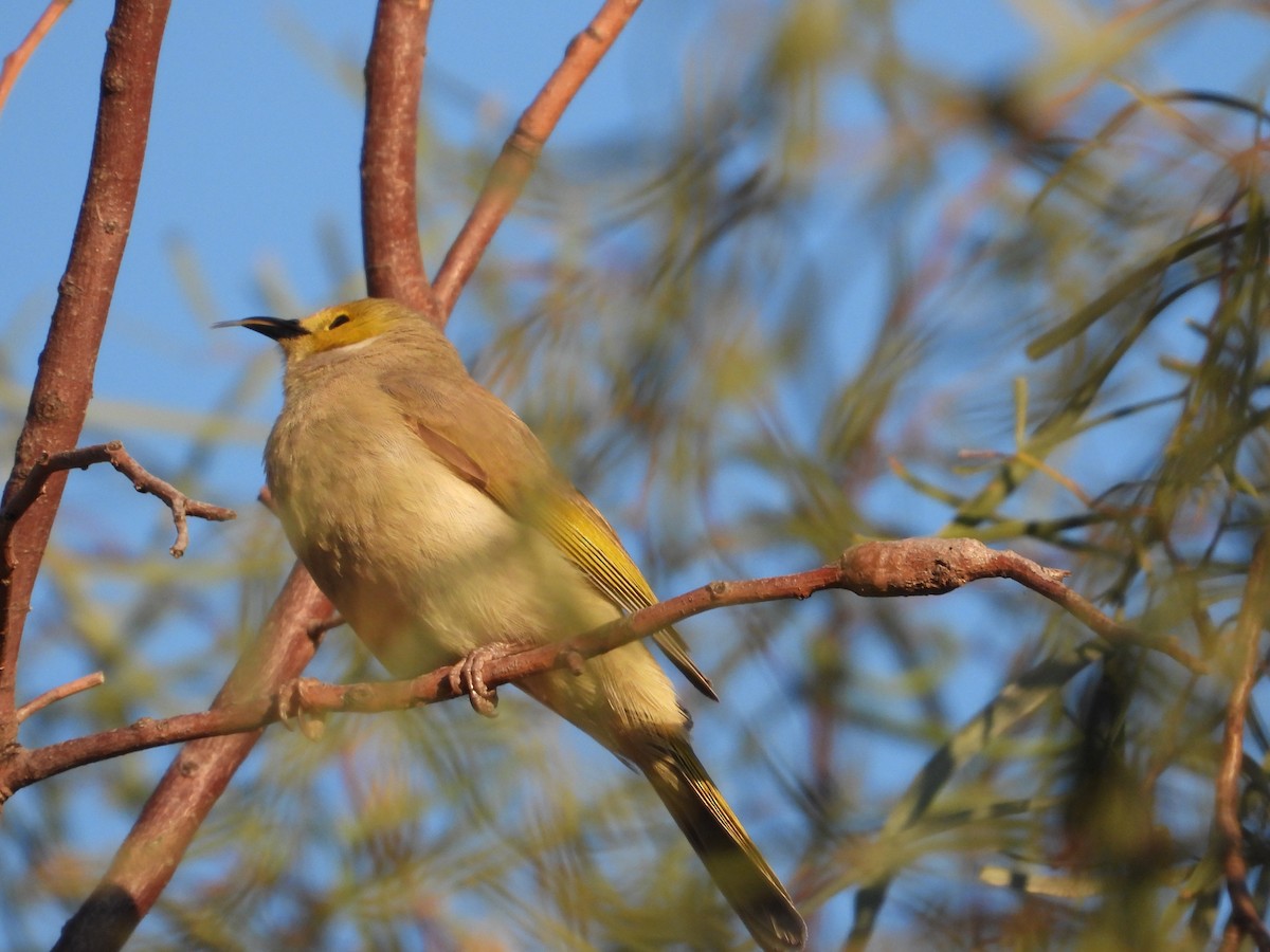 White-plumed Honeyeater - ML609407499