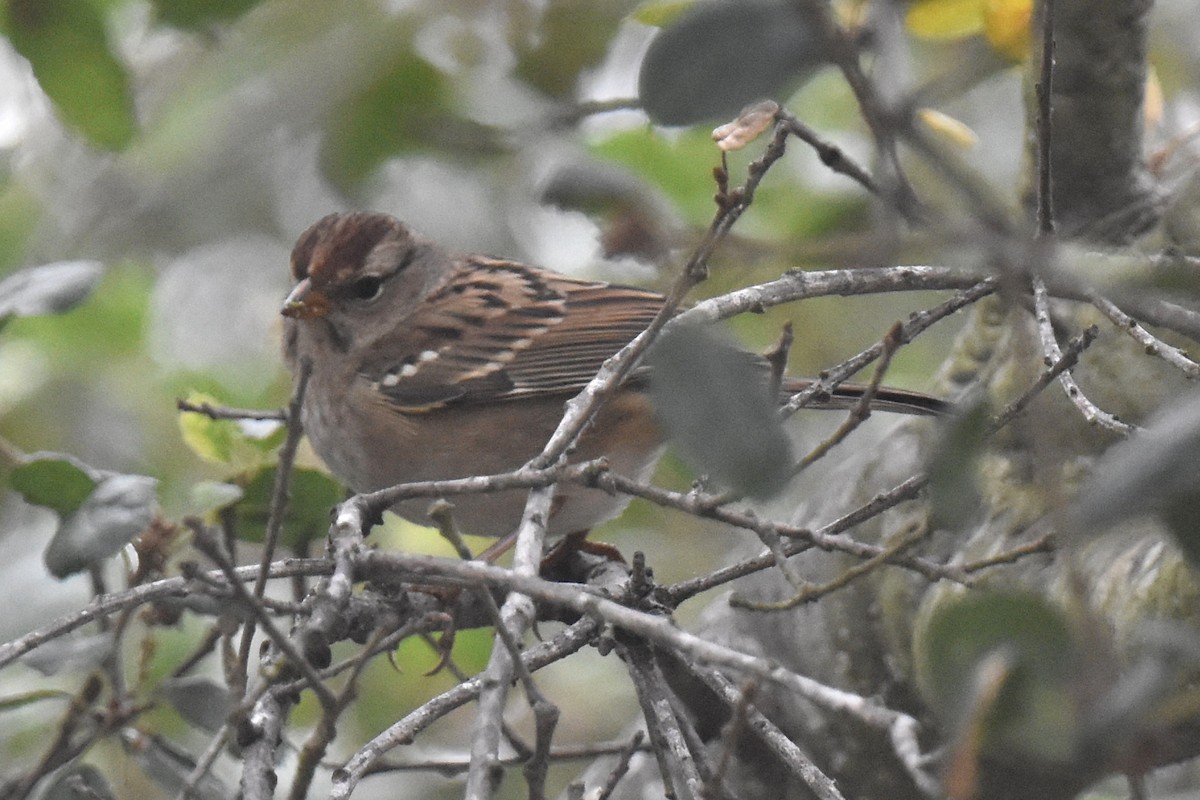 Bruant à couronne blanche (pugetensis) - ML609407529