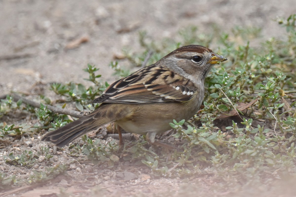 Bruant à couronne blanche (pugetensis) - ML609407530