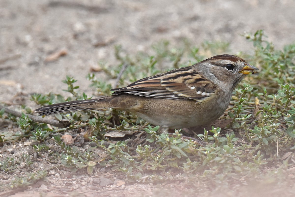 Bruant à couronne blanche (pugetensis) - ML609407531