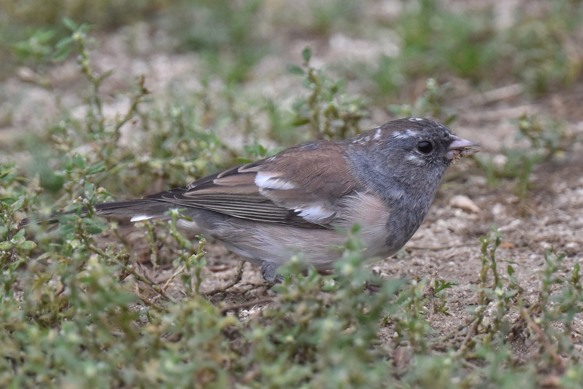 Junco ardoisé (groupe oreganus) - ML609407533