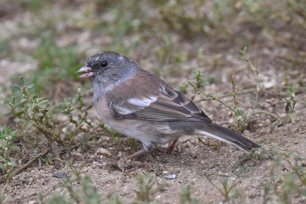 Junco ardoisé (groupe oreganus) - ML609407534