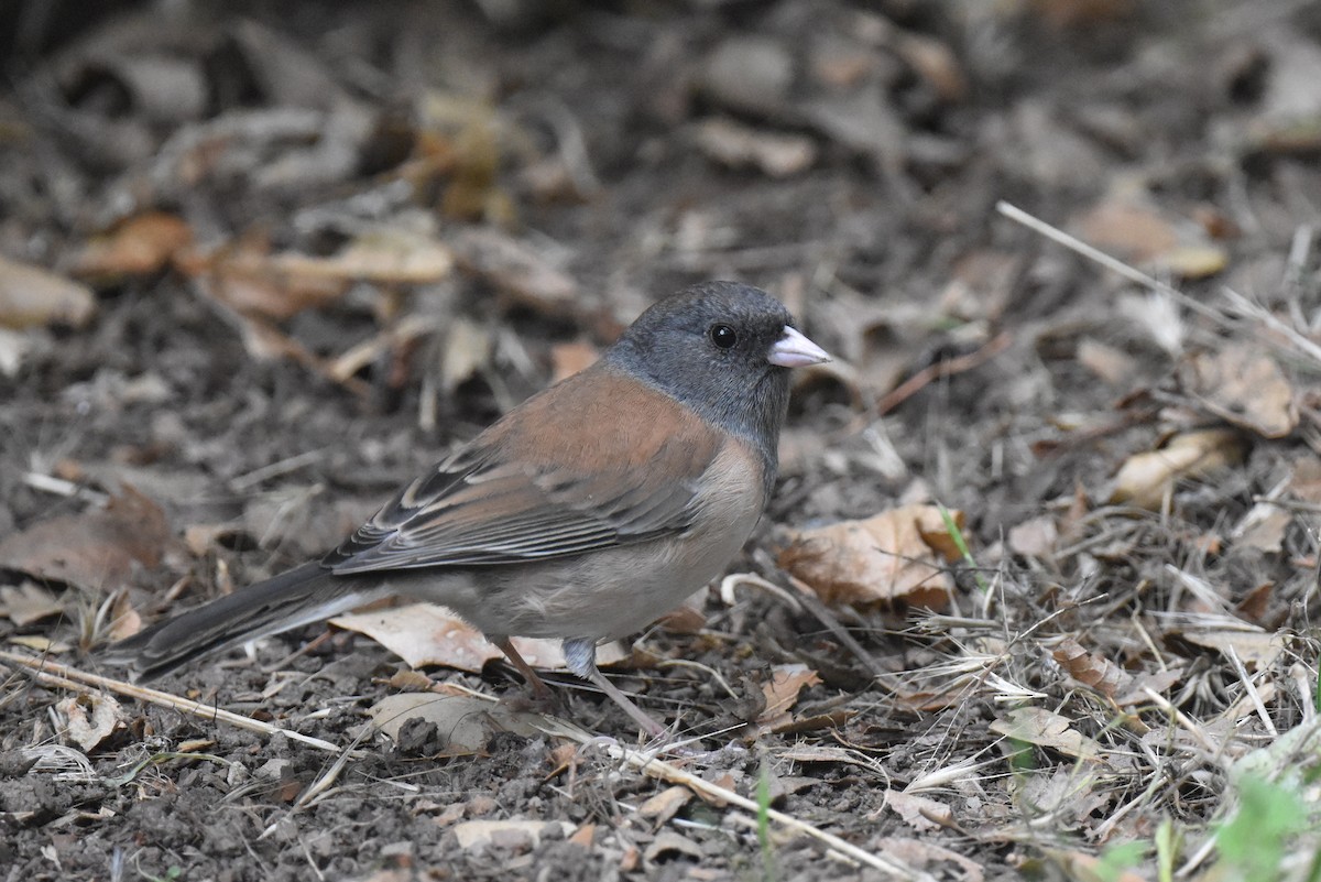 Junco ardoisé (groupe oreganus) - ML609407535