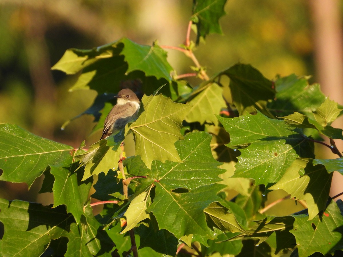 Eastern Phoebe - ML609407536