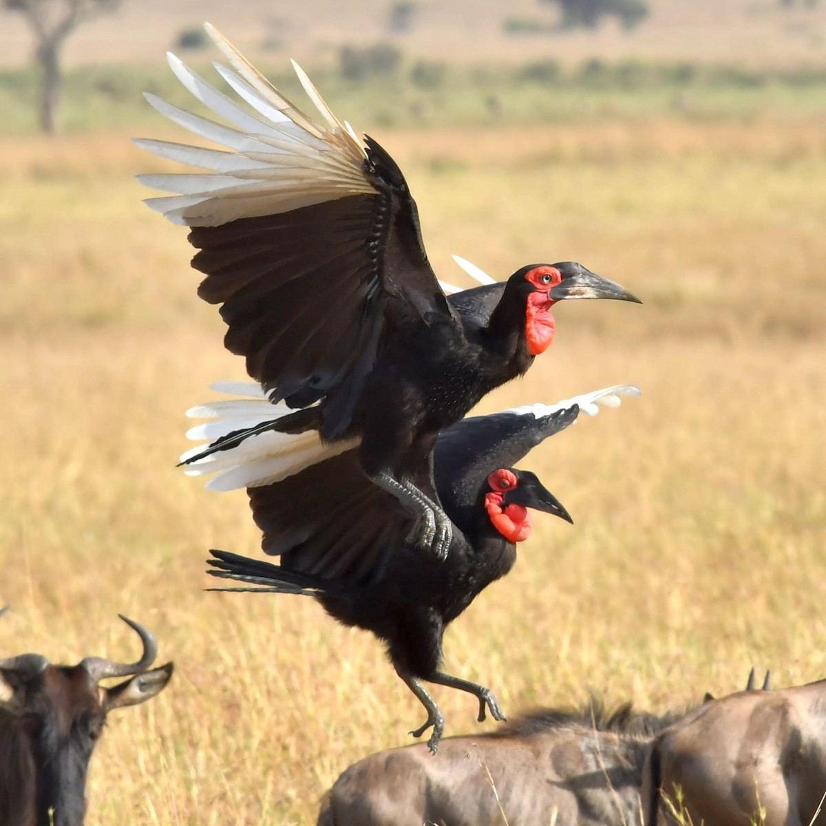 Southern Ground-Hornbill - Qin Huang