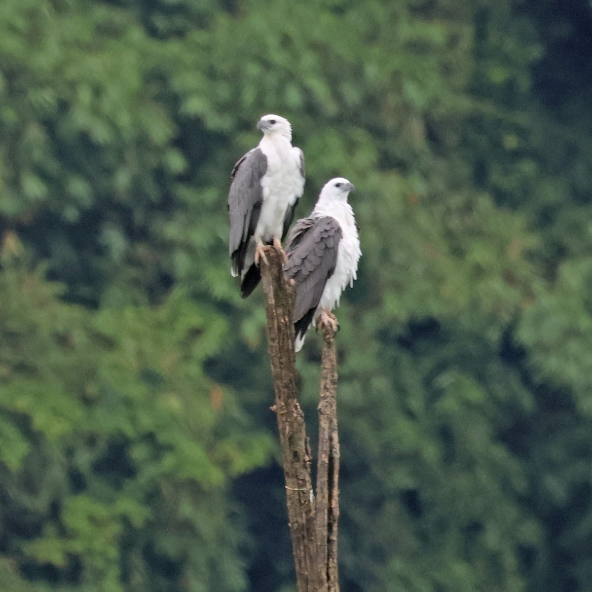 White-bellied Sea-Eagle - Ching Chai Liew