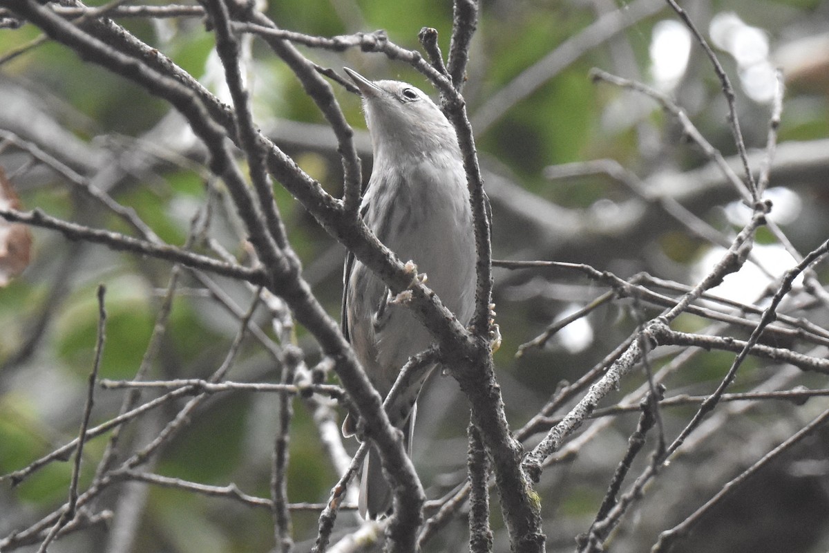 Black-and-white Warbler - ML609407544