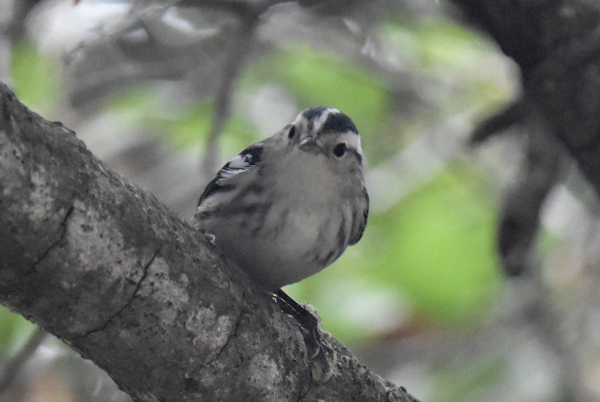 Black-and-white Warbler - Naresh Satyan