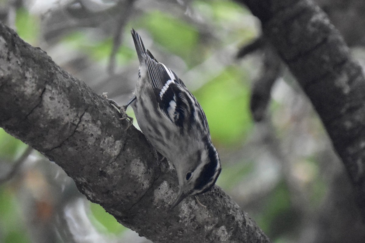 Black-and-white Warbler - ML609407546