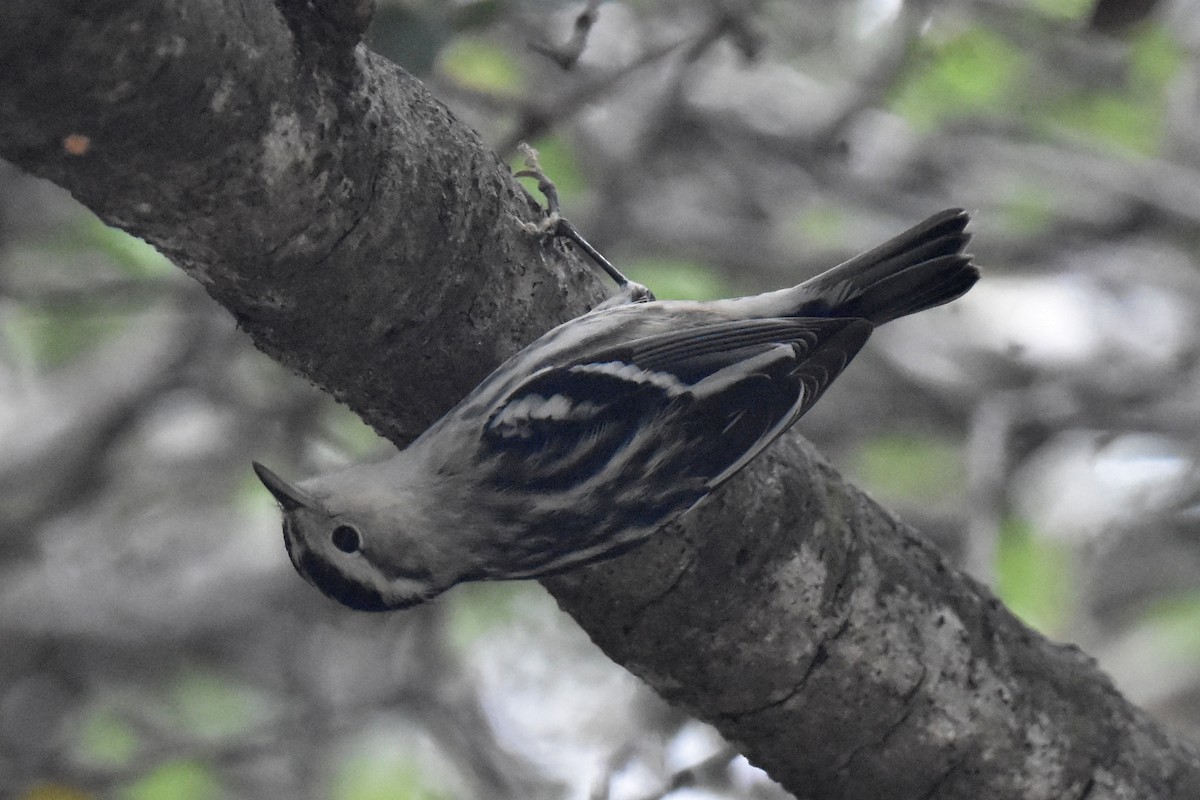 Black-and-white Warbler - ML609407547