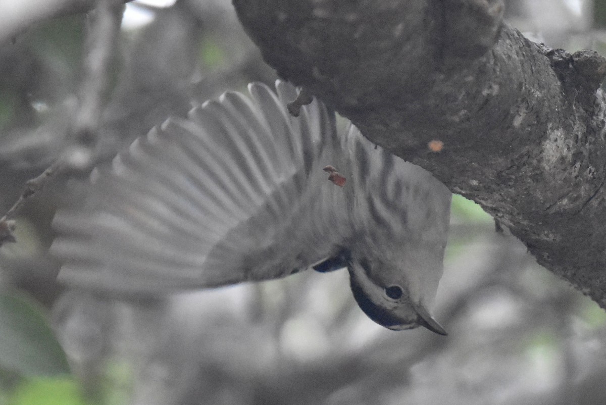 Black-and-white Warbler - ML609407548