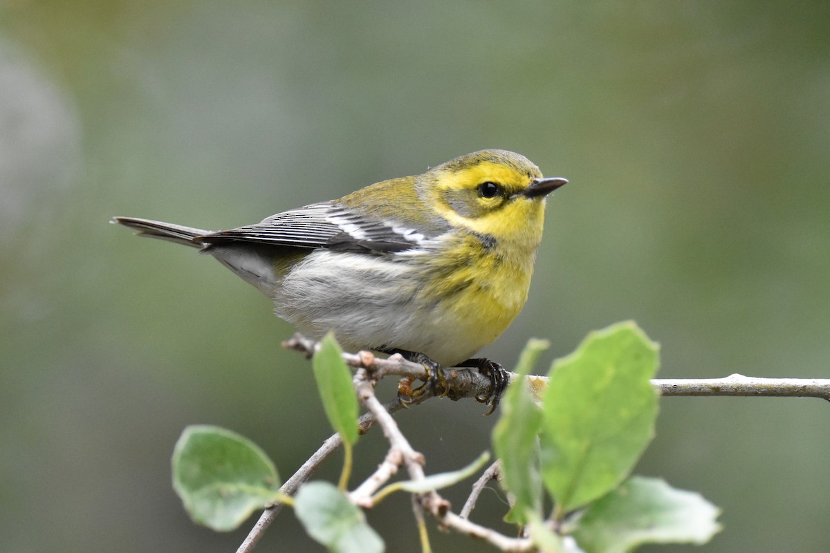 Townsend's Warbler - ML609407550