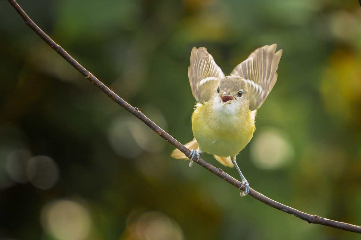 Bell's Vireo - ML609407697