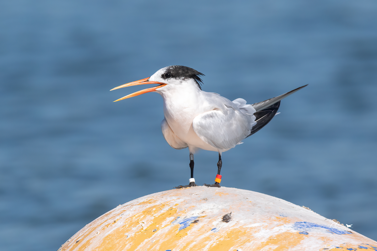 Elegant Tern - ML609407745