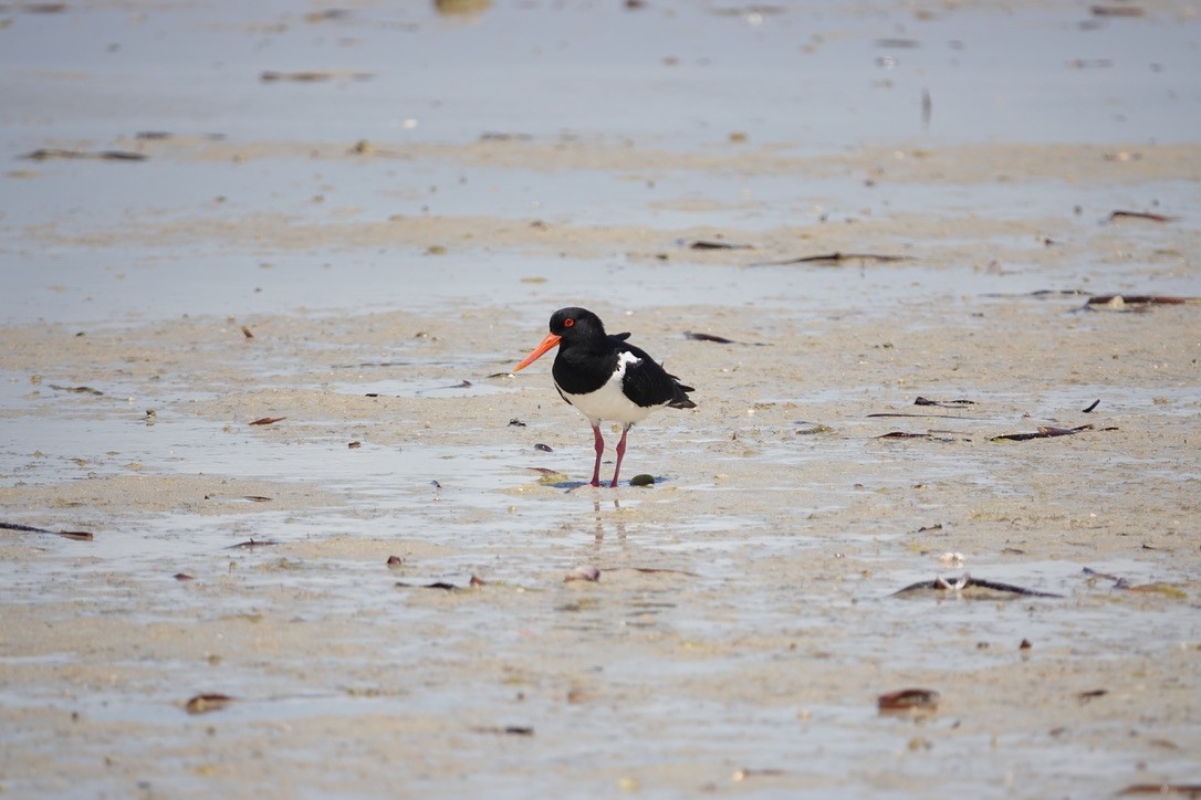 Pied Oystercatcher - ML609407778