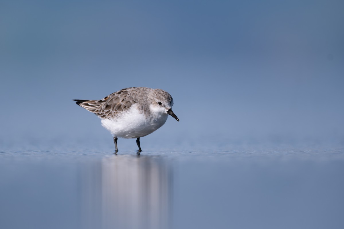 Red-necked Stint - ML609407806