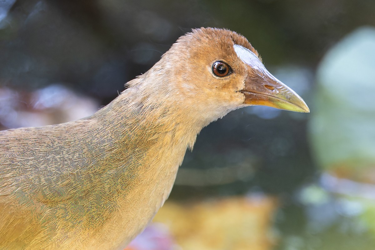 Purple Gallinule - ML609407835