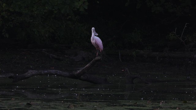 Roseate Spoonbill - ML609407880