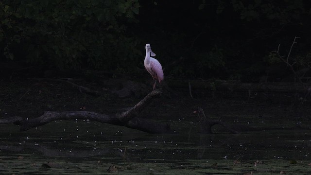 Roseate Spoonbill - ML609407880