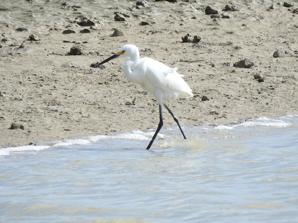 Snowy Egret - ML609407916