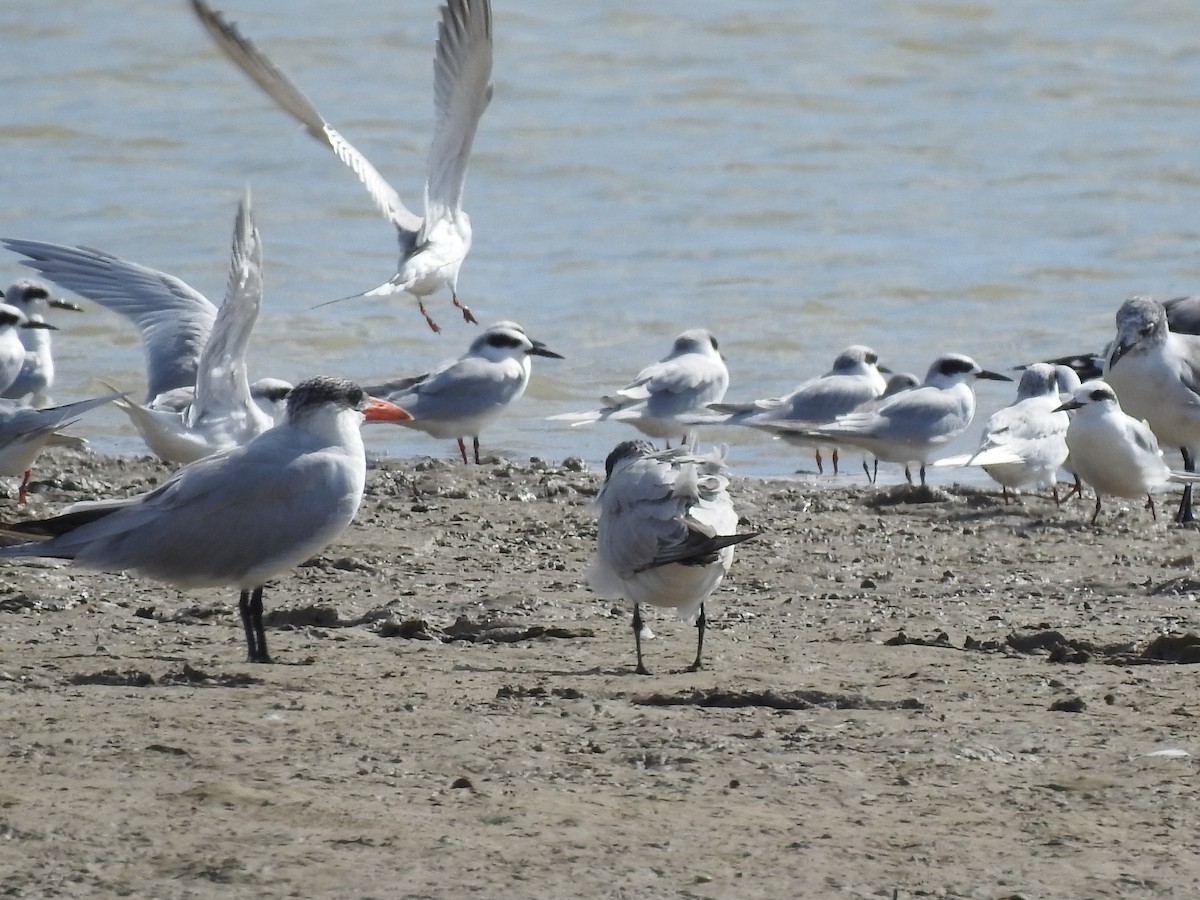 Forster's Tern - ML609407974