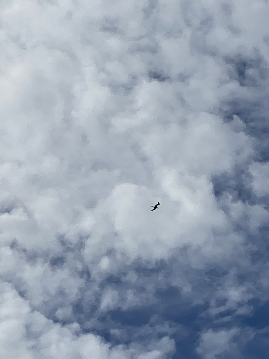 frigatebird sp. - ML609407975