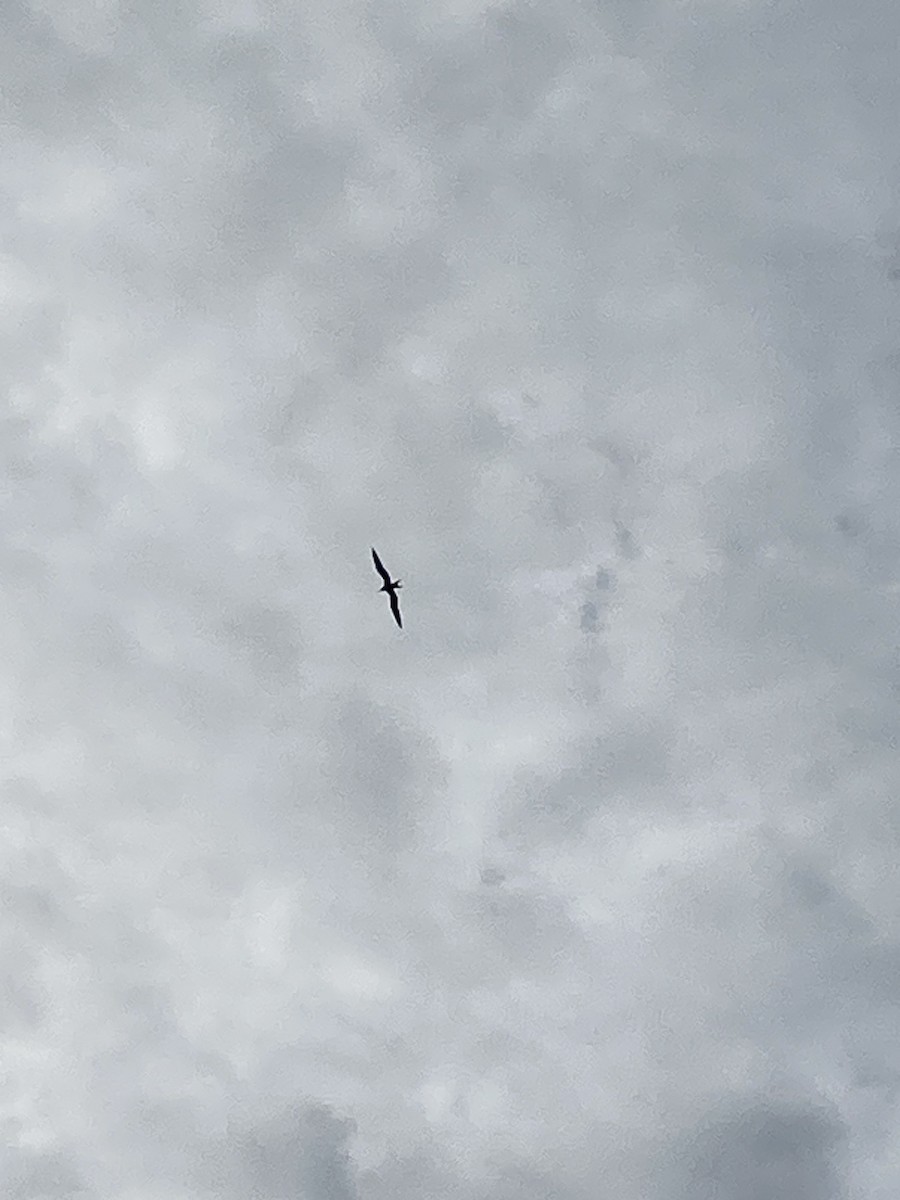 frigatebird sp. - ML609407976