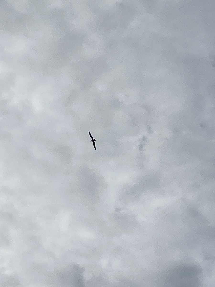 frigatebird sp. - Flower Girl