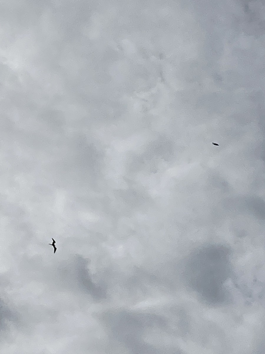 frigatebird sp. - ML609407977