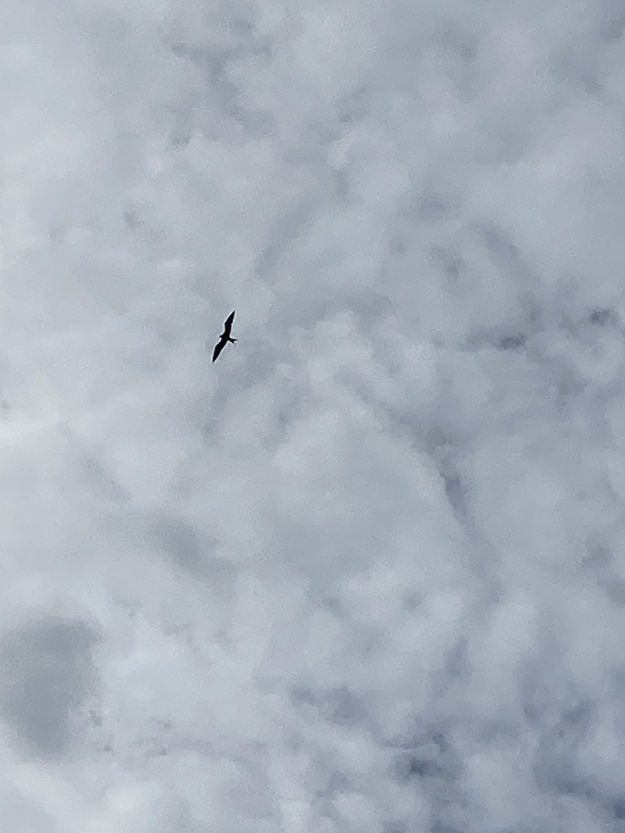 frigatebird sp. - ML609407978