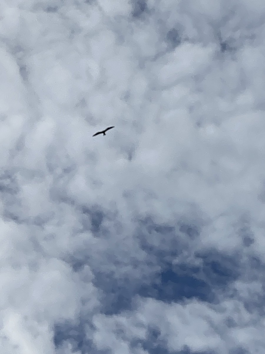 frigatebird sp. - ML609407979