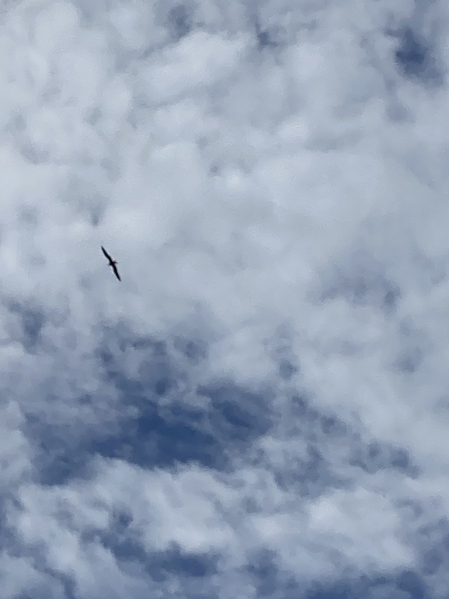 frigatebird sp. - ML609407980