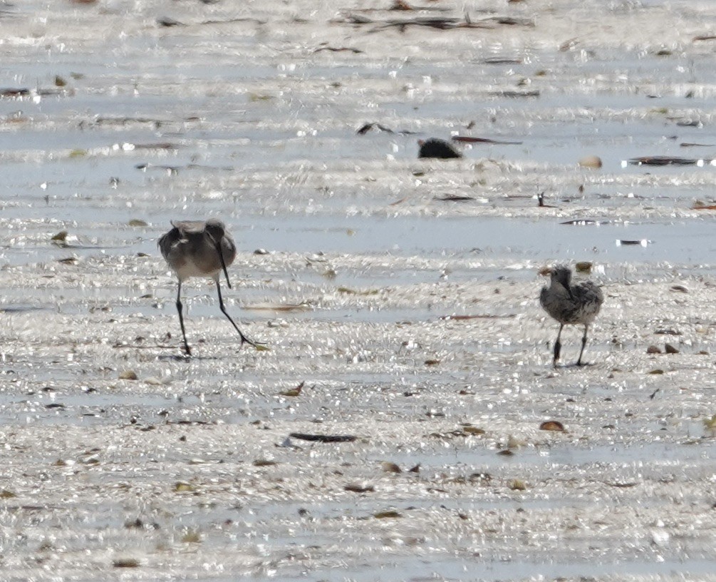 Black-tailed Godwit - ML609408012