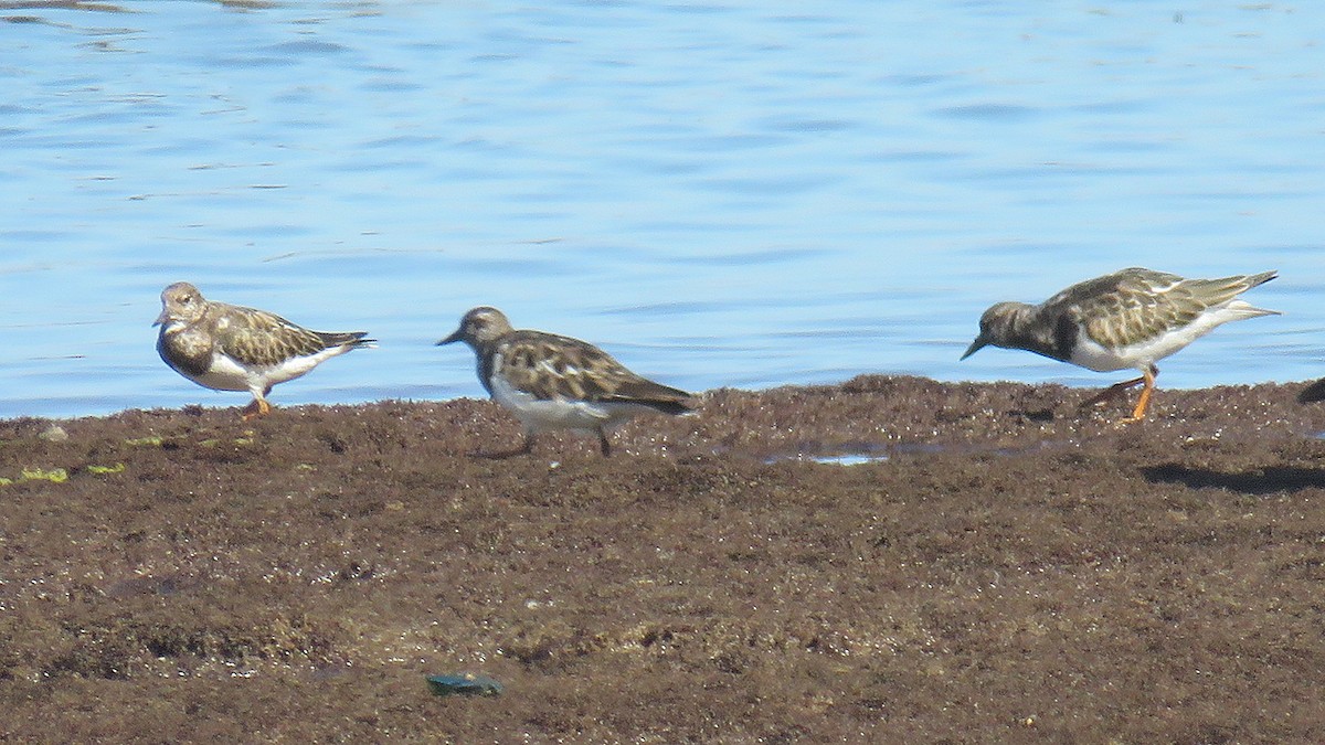 Ruddy Turnstone - ML609408204