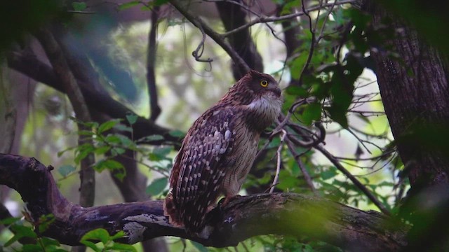 Brown Fish-Owl - ML609408205