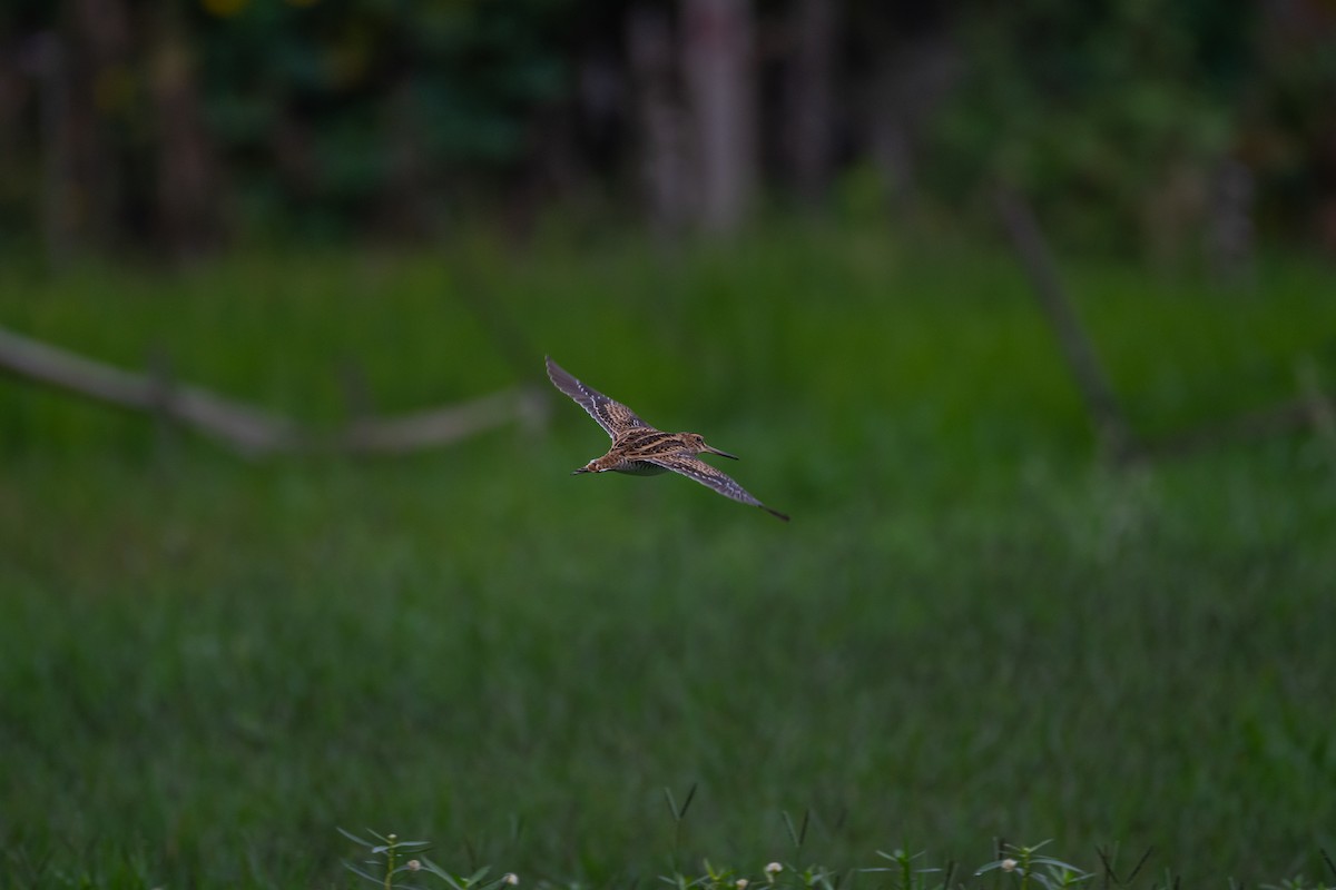 Pin-tailed Snipe - ML609408210