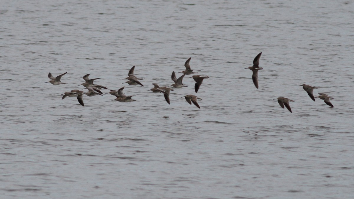 Short-billed Dowitcher - ML609408251