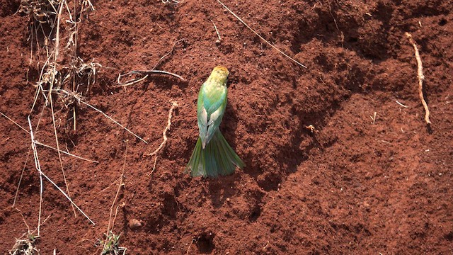 Asian Green Bee-eater - ML609408256