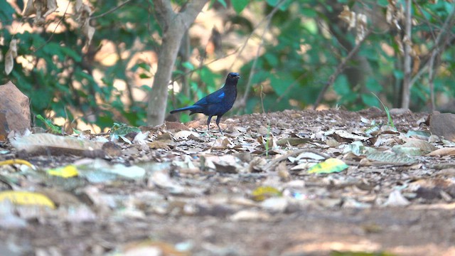 Malabar Whistling-Thrush - ML609408268