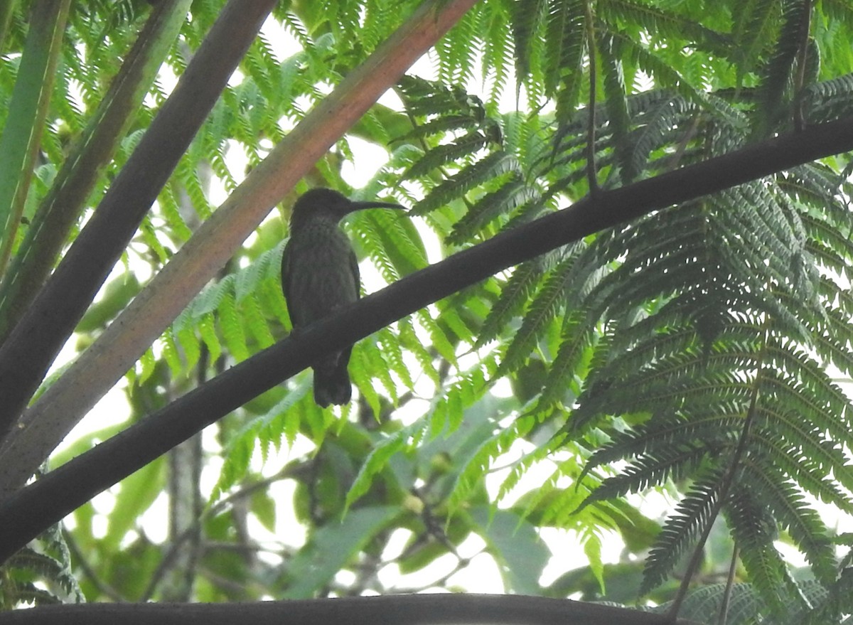 Bornean Spiderhunter - ML609408278