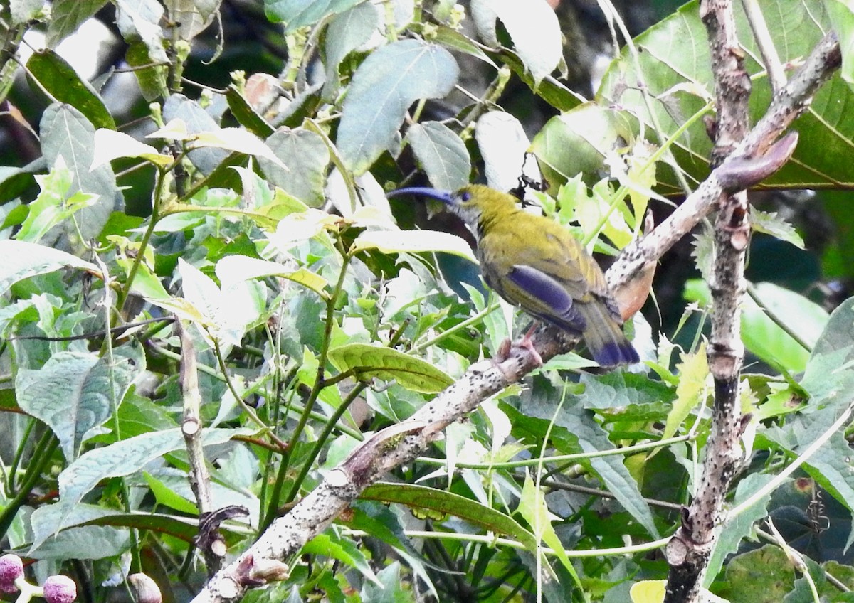 Bornean Spiderhunter - ML609408279