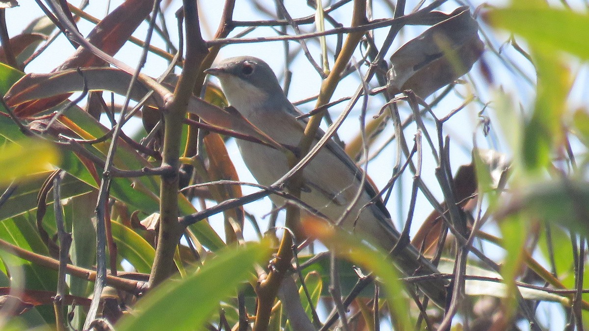 Western Subalpine Warbler - ML609408305