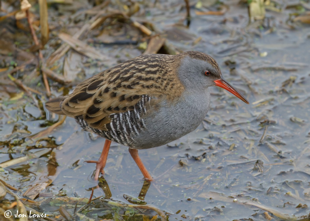 Water Rail - Jon Lowes