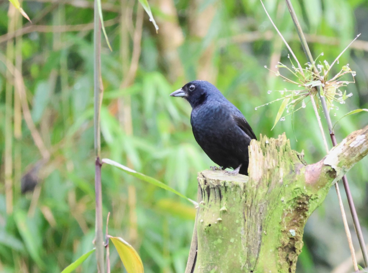 Ruby-crowned Tanager - Joan Baker