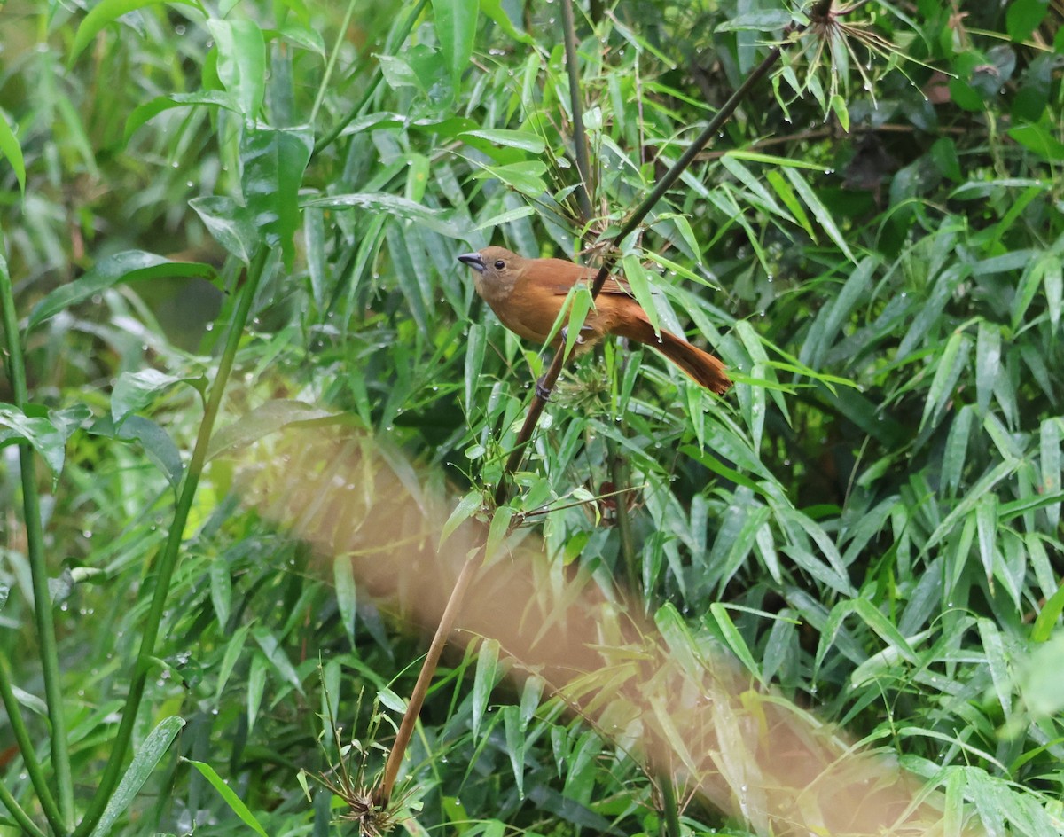 Ruby-crowned Tanager - ML609408328