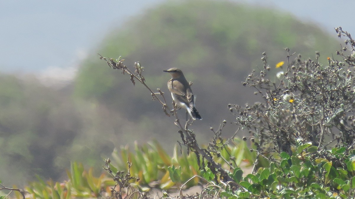 Northern Wheatear - ML609408331