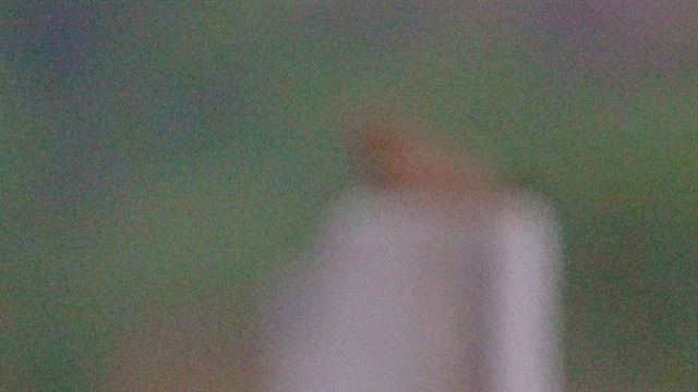 lelek džunglový - ML609408404