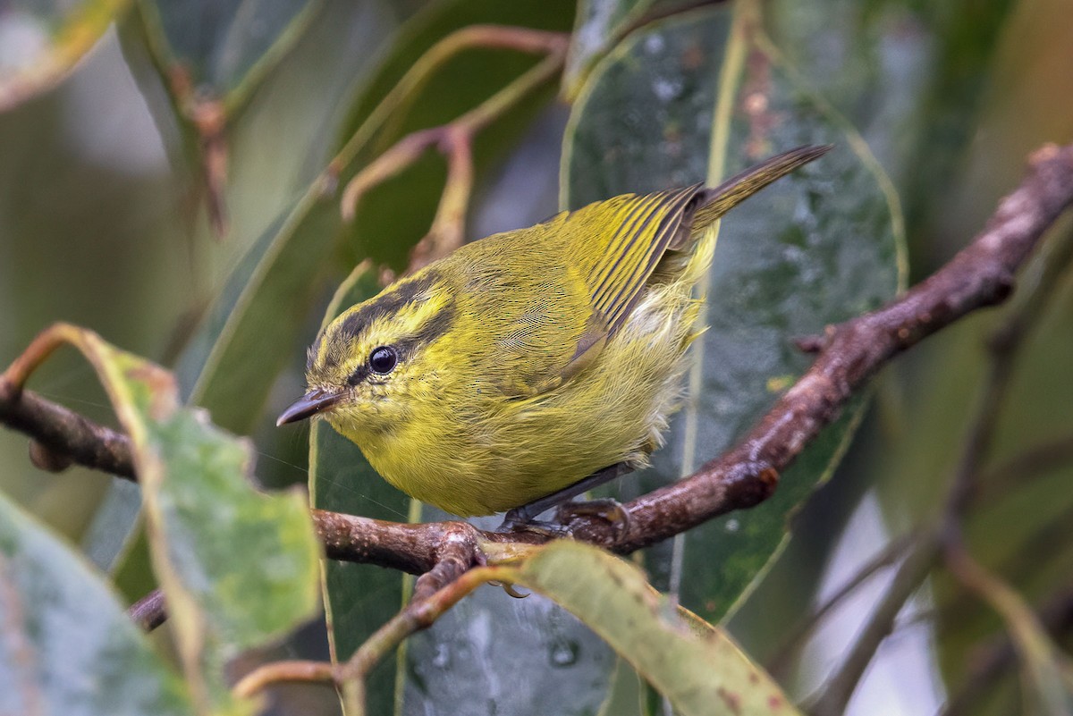 Mountain Leaf Warbler - ML609408405