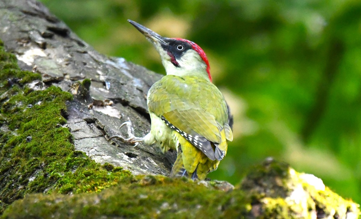 Eurasian Green Woodpecker - ML609408516