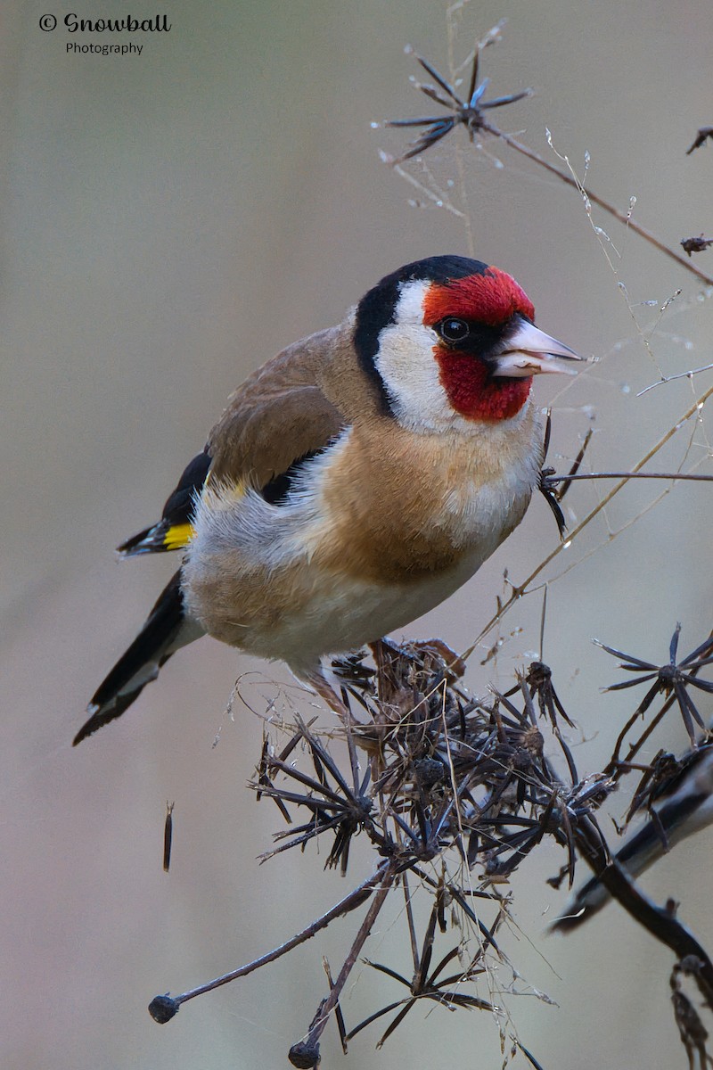 European Goldfinch - Martin Snowball